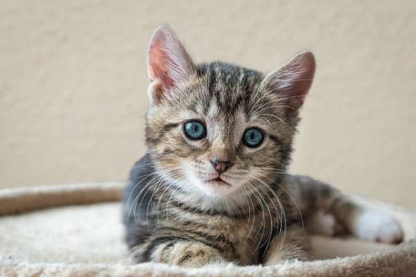 Photo of a kitten with gray stripes.